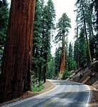 pic for Sequoia National Park